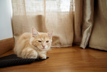 Kitty Cat Munchkin Fluffy, Animal Pet Resting On The Wooden Floor.