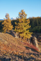 Wall Mural - Larch tree with stones are on foreground and larch forest and snow mountains are on background. Autumn.