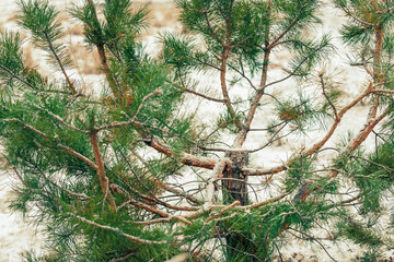 a pine tree with the upper part of the trunk sawn off by poachers in the winter forest before the ho