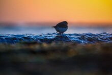 Bird On The Beach, Lesser Sand Plover, Water Bird, Aquatic Bird, A Small Wader.