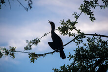 A Silhouette Of A Cormorant Bird Perched High Up In A Tree As It Gazes Towards The Sky.