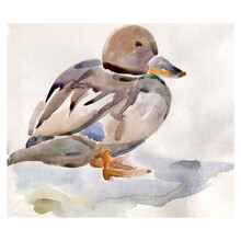 Wild Ducks Sketch.Image On White And Colored Background.Pattern.