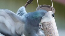 Feral Pigeon Feeding On Samall Bird Feeder.