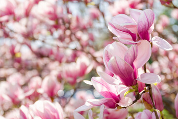 Wall Mural - magnolia tree blossom background. pink flower on the branch in summer. natural soft bokeh of a botanical garden