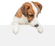 © Ermolaev Alexandr - jack russell terrier puppy looks above empty white banner. isolated on white background