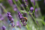 Fototapeta Lawenda - Bee on lavender collects pollen