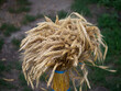 A sheaf of wheat ears, close-up. A bunch of ripe spikelets tied with blue ropes.