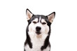 Portrait funny Siberian husky dog with a stupid face on white background, concept of dog emotions
