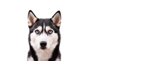 Funny Angry Husky On A White Studio Background, Concept Of Dog Emotions
