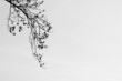Filigrane Blüten in Schwarz vor weißen Hintergrund mit Textfreiraum	