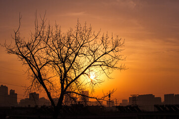 Wall Mural - A close-up of tree branches silhouetted against the early morning sunrise