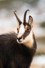 Wall Mural - Portrait of tatra chamois, rupicapra rupicapra tatrica, looking in wintertime nature. Wild goat watching in snowy environment in vertical shot. Head of horned mammal staring in wilderness in close-up.