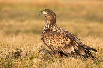 Wall Mural - White-tailed eagle, haliaeetus albicilla, sitting on ground in autumn nature. Bird of prey resting on dry grassland in fall. Feathered predator observing on field form side.