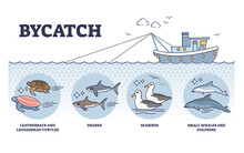 Bycatch Problem With Unwanted Animal Capture In Fishing Process Outline Diagram. Labeled Educational Wild Species Type Example That Suffer From Unintentionally Animals Caught Vector Illustration.