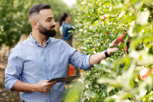 Control Of Fruit Cultivation, Check Crop And Management Of Eco Farm With Digital Device