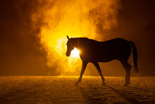 Silhouette Of A Walking Big Horse In A Orange Smokey Atmosphere. A Bright Lamp Lights The Smoke Behind The Horse