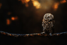 Eurasian Scops Owl (Otus Scops) Beautiful Little Owl Sits On A Broken Branch. Beautifully Masks In The Heather. 