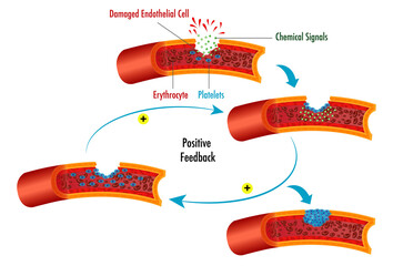 Positive feedback as illustrated by the clotting process in blood. Damaged endothelial cells. A type of epithelial cells. 