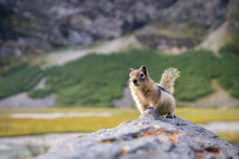 Curious Chipmunk On The Rock Getting Closer To The Camera. Closeup Shot From Canadian Rockies