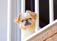 Small Dog Looking Through The Balcony Rail Of An Apartment