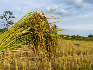 wheat field against sky