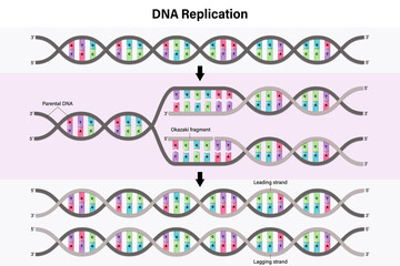 Wall Mural - Diagram of DNA replication. Process by which a double stranded DNA molecule is copied to produce two identical DNA molecules.