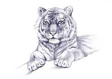 Recumbent Tiger Drawn With  Simple Pencil. Graphic Illustration. Symbol Of  Year.