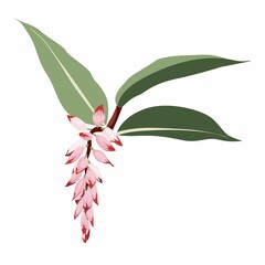 Wall Mural - Pink Alpinia zerumbet shell ginger exotic plant blossom. Isolated simple colored botanical flower.