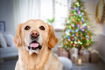 Poster - Cute domestic dog posing in christmas setting