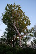 FU 2021-05-17 Pflanzen 33 Vor dem grünen Baum ist eine tote Birke