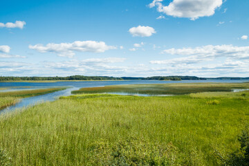 Summer view to the lake Urajarvi with green reeds.