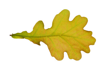 Wall Mural - Brown young oak leaf isolated on a white background.