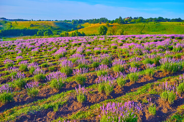 Wall Mural - Purple lavender blossom