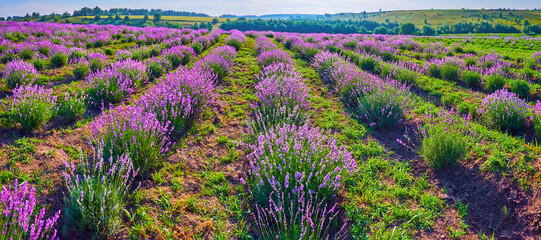 Wall Mural - Panorama of the beautiful purple lavender field