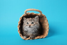 Cute Kitten In Wicker Basket On Light Blue Background