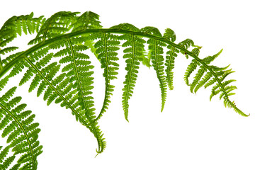 Wall Mural - Fresh green fern leaf isolated on a white background.