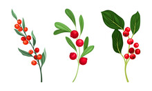 Set Of Wild Berries Twigs. Branches With Ripe Red Berries And Green Leaves Vector Illustration
