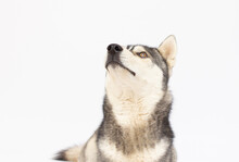 Siberian Huskey Isolated On A White Background