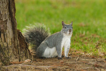 Cute Squirrel Sitting On Grass Under The Tree. Close Up Portrait Of A Ground Squirrel In City Park