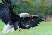 Bald Eagle Or American Eagle (Haliaeetus Leucocephalus) Flying In The South Of The Netherlands On Rainy Day In The Autumn         
