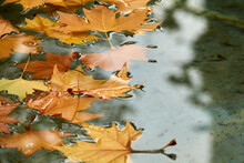 Dry Autumn Leaves Floating In The Crystal Clear Water Of A Sunlit Pond