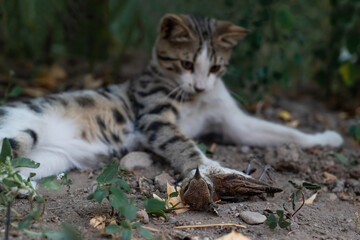 Gray tabby cat hunted sparrow.