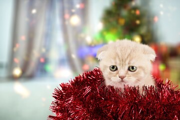 Poster - Funny kitten looks at camera on christmas background