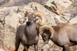 Big Horn Sheep in Waterton Canyon