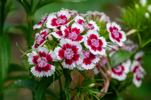 Dianthus Barbatus Beautiful Ornamental Flowering Plants, Group Of Bright Pink Purple White Flowers In Bloom