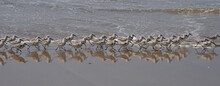 Sanderlings On The Beach At Bates Beach, California