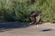 Being Close To A Turkey Vulture In The Big Bend National Park