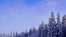 雪が積もった杉林と青空の風景