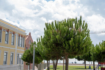 Wall Mural - Landscape of pine trees on a sunny day near the coast in Lisbon Portugal