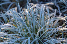 White Morning Frost Or Snowflakes On Green Grass Meadow With Sunlight, Frost Is A Thin Layer Of Ice Which Forms From Water Vapor In An Above Freezing Atmosphere, Nature Pattern Texture Background.